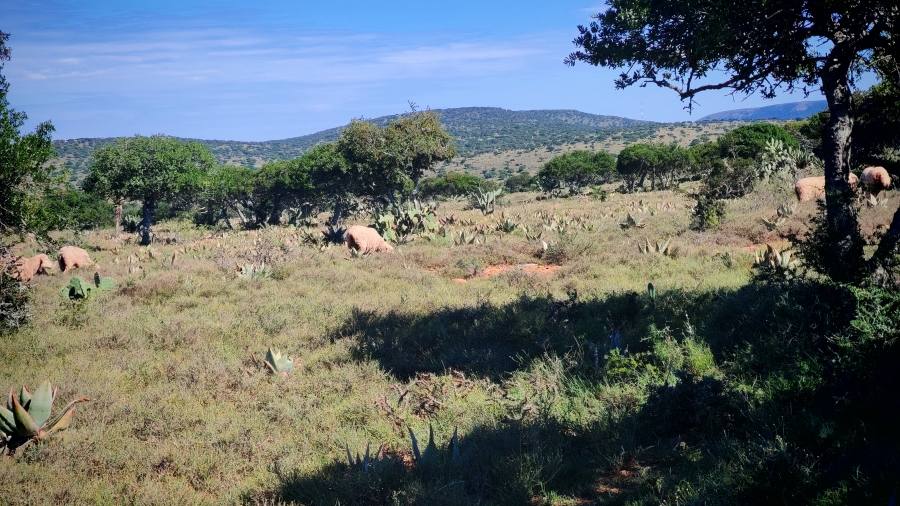 0 Bedroom Property for Sale in Somerset East Rural Eastern Cape